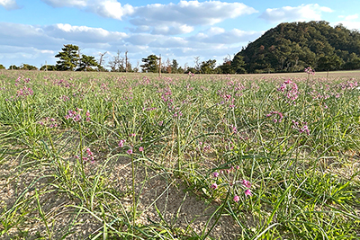 砂,鳥取砂丘,土産,モアイ,砂ねんど,ワークショップ,SDGs