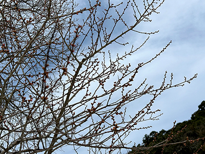 砂,鳥取砂丘,土産,モアイ,砂ねんど,ワークショップ,SDGs