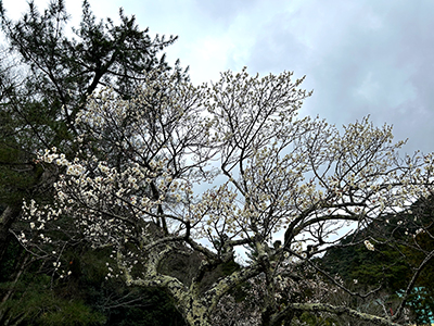 砂,鳥取砂丘,土産,モアイ,砂ねんど,ワークショップ,SDGs