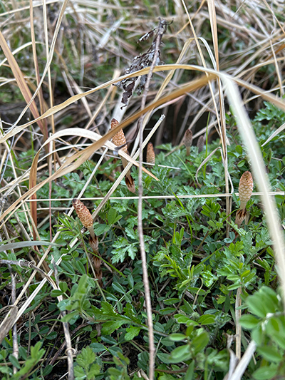 砂,鳥取砂丘,土産,モアイ,砂ねんど,ワークショップ,SDGs