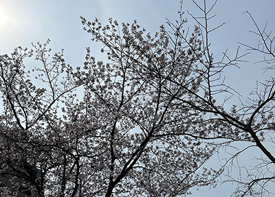 砂,鳥取砂丘,土産,モアイ,砂ねんど,ワークショップ,SDGs