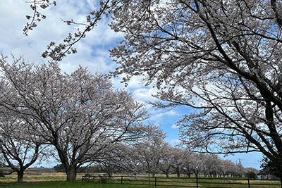 砂,鳥取砂丘,土産,モアイ,砂ねんど,ワークショップ,SDGs