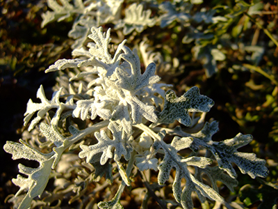 砂ねんど,砂,ねんど,粘土細工,工作,鳥取砂丘,土産,モアイ